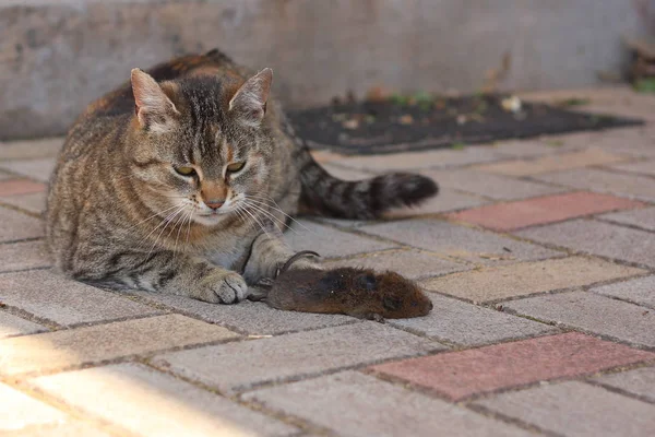 Adult Tabby House Cat Mouse Caught Dead — Stock Photo, Image