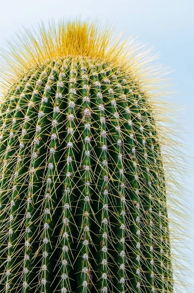 Cactus Plant Tropical Flora — Stock Photo, Image