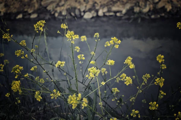 Żółte Kwiaty Ciemnej Wodzie Kanału Włoskiej Wsi — Zdjęcie stockowe