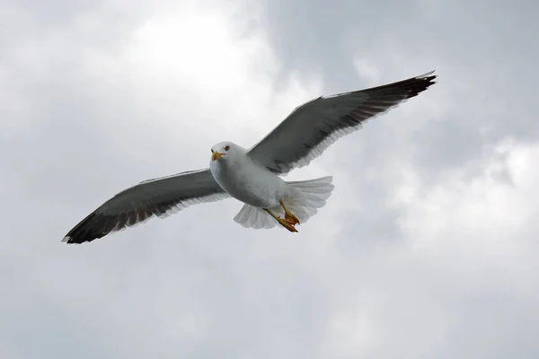 Vista Panorámica Hermoso Pájaro Lindo Gaviota — Foto de Stock