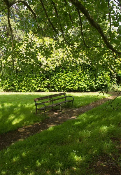 Una Panchina Del Parco Posta Sotto Grande Albero Ombra — Foto Stock