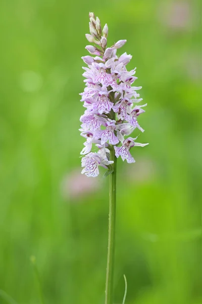 Malebné Krásné Barevné Orchidej Květiny — Stock fotografie