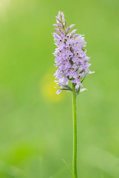 Сцена Красивого Цветка Орхидеи — стоковое фото