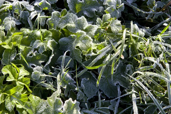 Natuur Morgen — Stockfoto