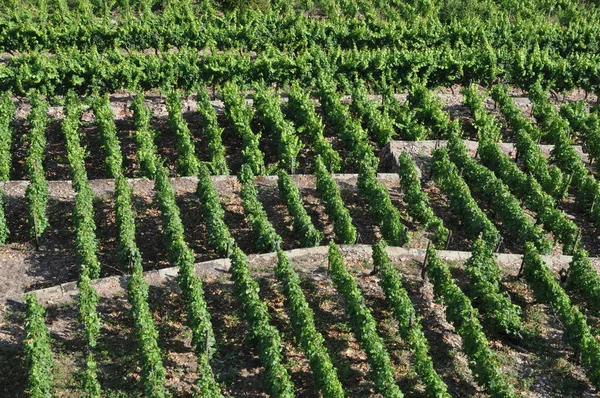 Countryside Vineyards Agriculture Grapevine Plants — Stock Photo, Image