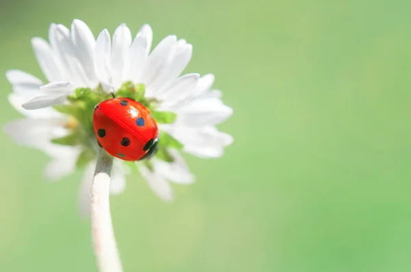 Detailní Pohled Roztomilý Beruška Hmyz — Stock fotografie