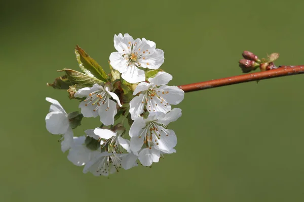 Schöne Blumen Blumiges Konzept Hintergrund — Stockfoto