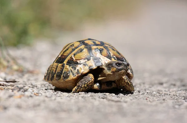 Sköldpaddsreptil Djurvarelse — Stockfoto