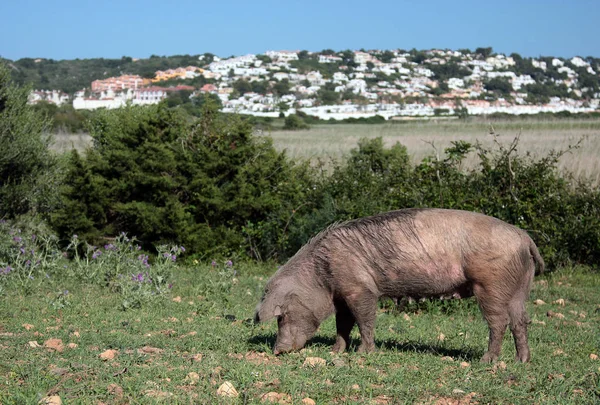 Cerdo Pasto Menorca —  Fotos de Stock