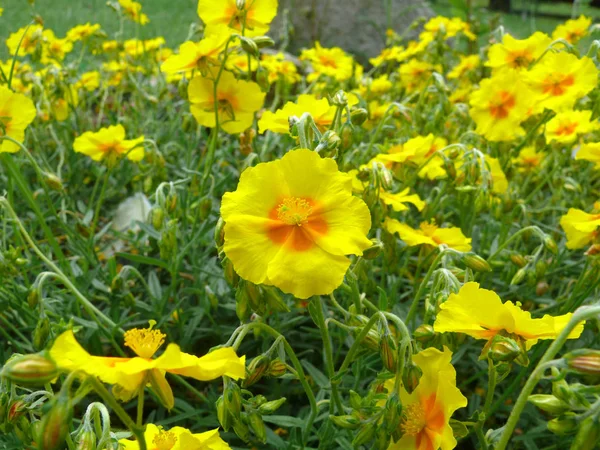 Mooi Botanisch Schot Natuurlijk Behang — Stockfoto