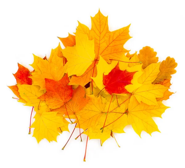 Kleurrijke Herfst Bladeren Herfst Seizoen Gebladerte — Stockfoto