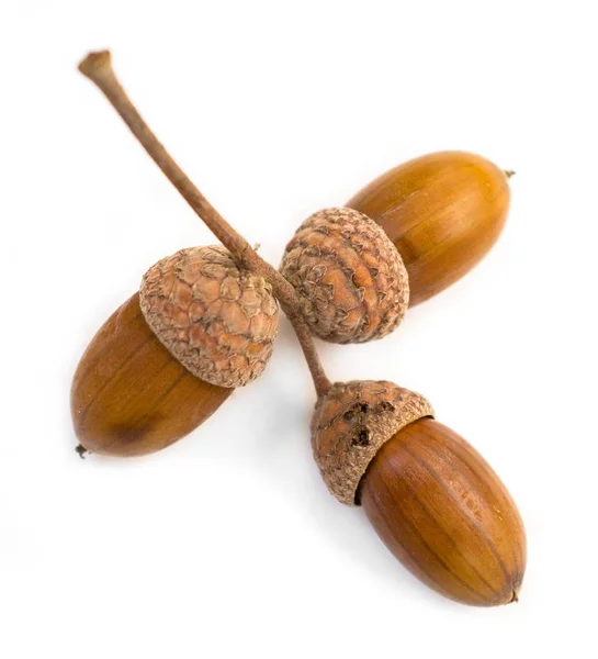 Acorns White Background — Stock Photo, Image