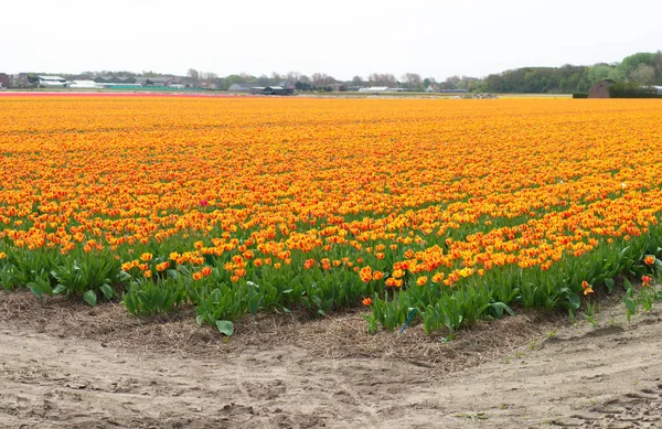 Tulipánový Květ Jarní Flóra — Stock fotografie