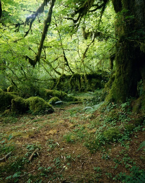 Floresta Tropical Hoh Washington — Fotografia de Stock