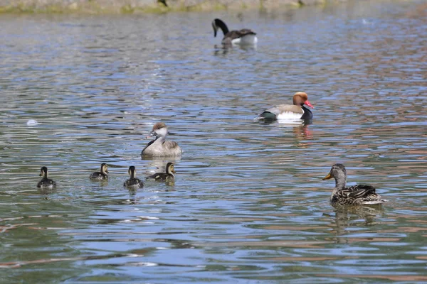 Aussichtsreiche Aussicht Auf Schöne Vögel Der Natur — Stockfoto