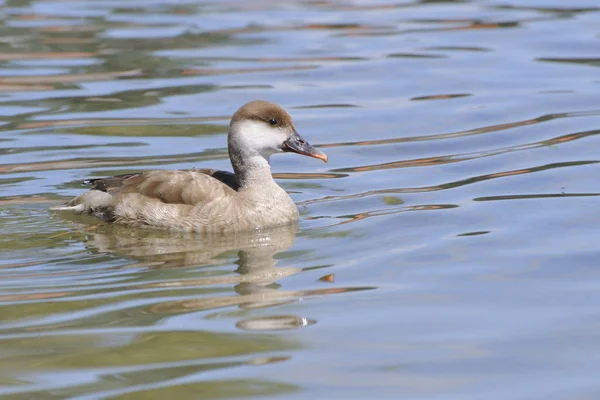 Vogelthema Malerischer Schuss — Stockfoto