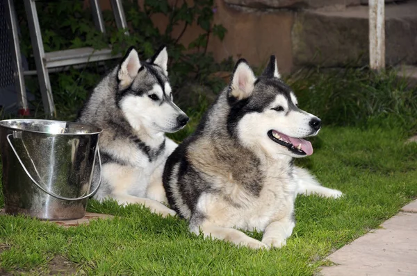 Tiro Aire Libre Perros Lindos —  Fotos de Stock