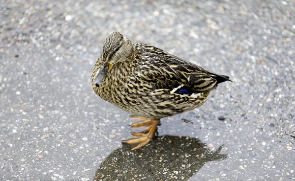 Ente Auf Einem Parkplatz — Stockfoto