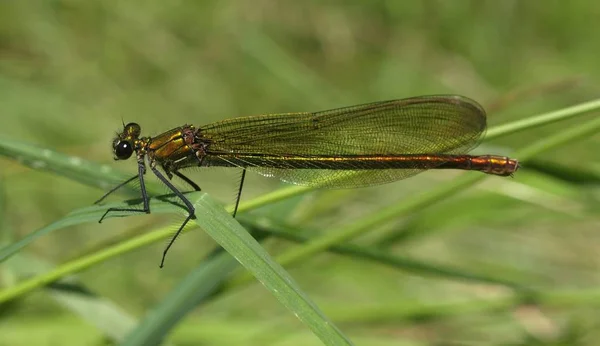 Closeup Macro View Dragonfly Insect — Stock Photo, Image