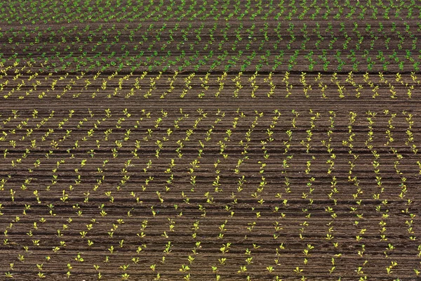 Detalhe Mudas Campo — Fotografia de Stock