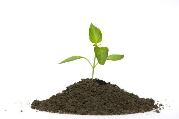 Pequena Planta Verde Fundo Branco — Fotografia de Stock