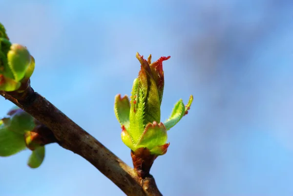 First Spring Leaves Natural Background — Stock Photo, Image