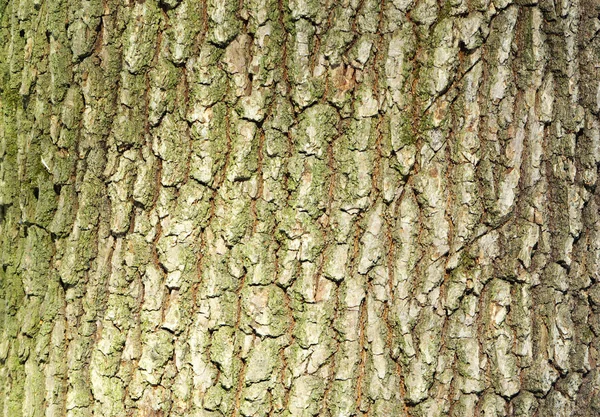 Texture Arrière Plan Grossier Vieil Arbre — Photo