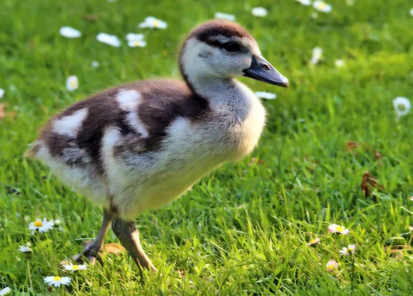 Mladá Zvířata Selektivní Zaměření — Stock fotografie