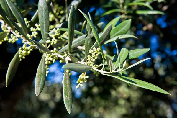 Brotes Olivo Muy Jóvenes Una Rama Extremadura España — Foto de Stock