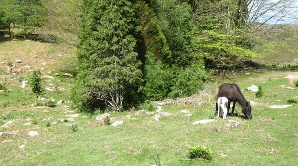 Alfareros País Vasco Francia —  Fotos de Stock