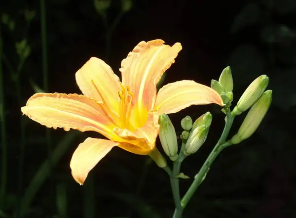 Closeup View Beautiful Lily Flower — Stock Photo, Image