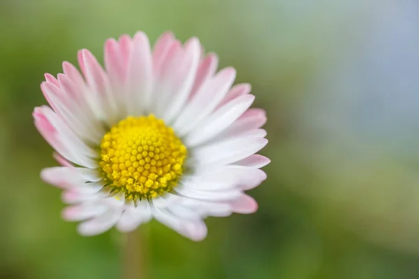 Marguerite Pleine Fleur — Photo