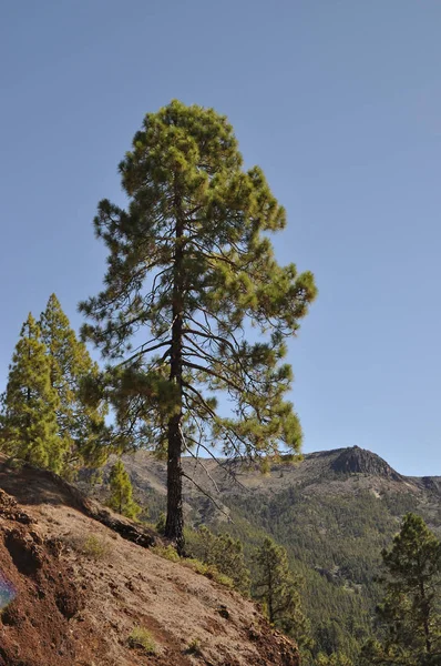 Kanarische Kiefer Auf Teneriffa — Stockfoto