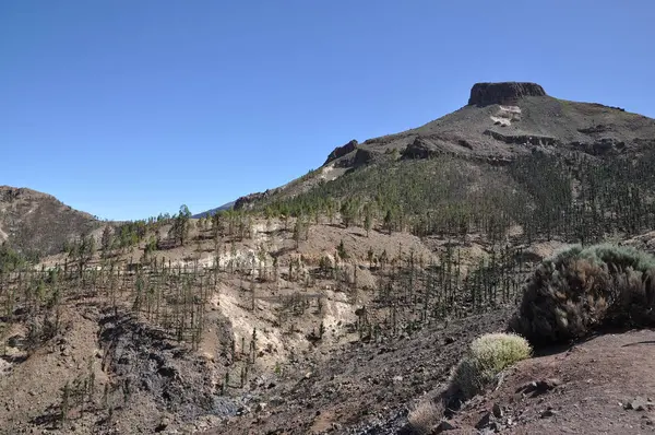 Tenerife Est Grande Des Îles Canaries Large Afrique Ouest — Photo