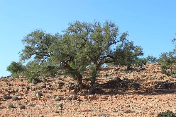 Argan Δέντρο Στην Έρημο Πέτρα — Φωτογραφία Αρχείου