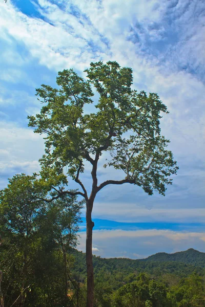 Vackra Gröna Träd Och Blå Himmel Bakgrund — Stockfoto