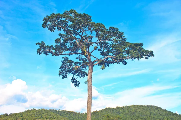 Красивые Зеленые Деревья Голубой Фон Неба — стоковое фото