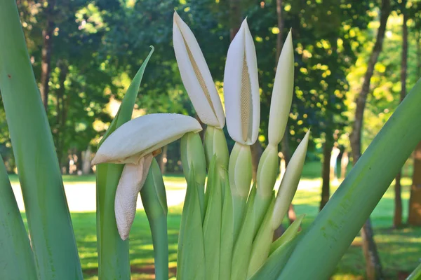 Cerca Flor Oreja Elefante Alocasia Macrorrhizos — Foto de Stock