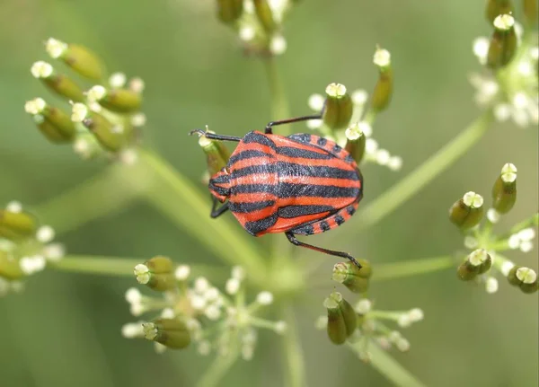 野生の自然界での虫の接近 — ストック写真