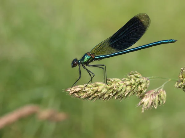 Detailní Makro Pohled Hmyz Vážky — Stock fotografie