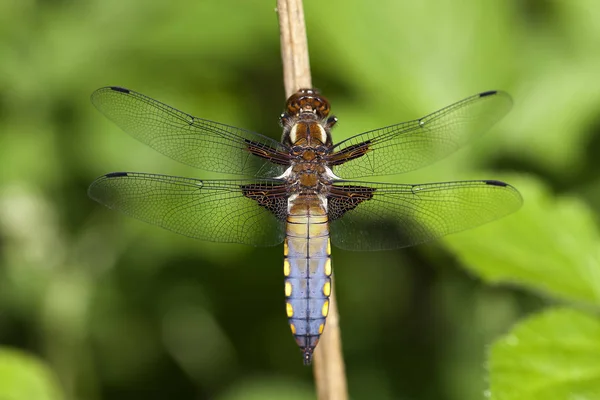 昆虫学和奥多纳塔 蜻蜓昆虫 — 图库照片