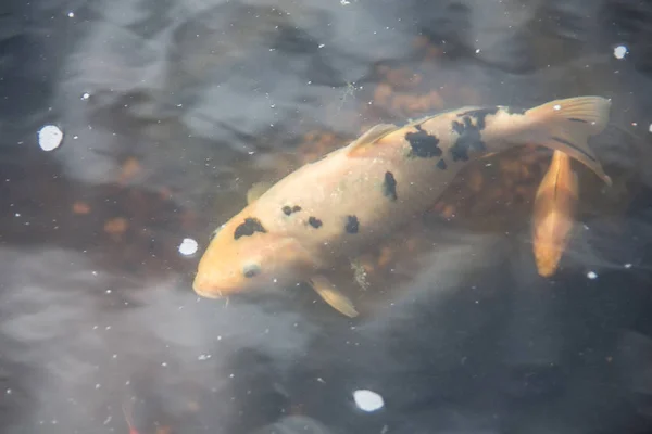 Ikan Berenang Kolam — Stok Foto