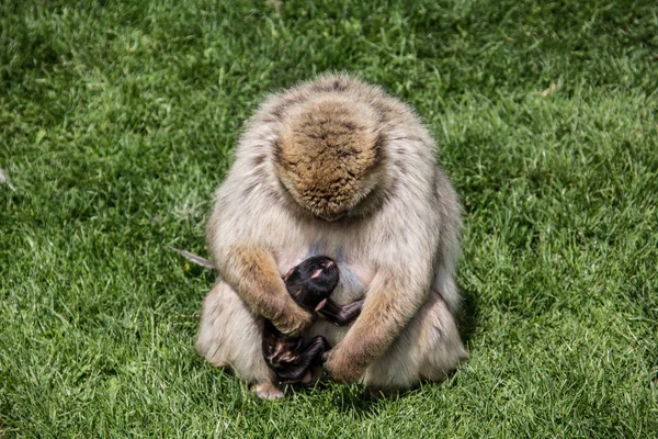 Opice Zvířata Život Příroda Fauna — Stock fotografie