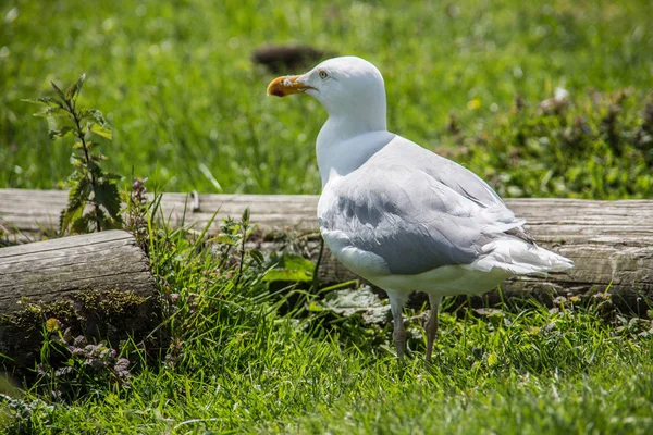 Oiseau Assis Dans Herbe — Photo