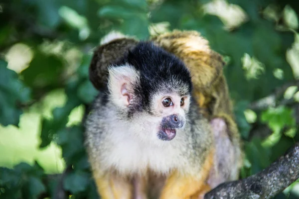 Mono Ardilla Pequeño Primates Salvajes —  Fotos de Stock