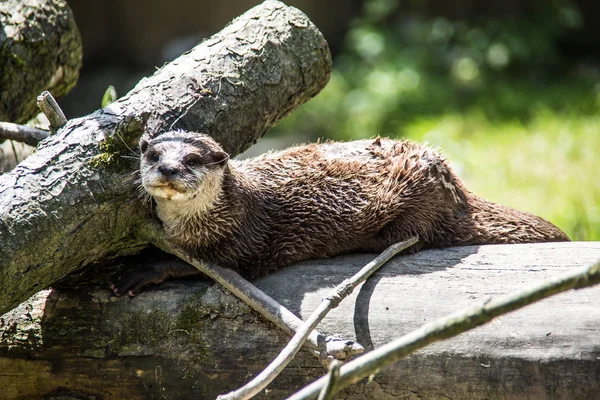 Escuadras Otter Sobre Madera Antigua — Foto de Stock