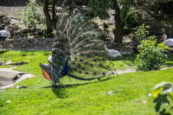 Scenic View Peacock Bird Wild Life — Stock Photo, Image
