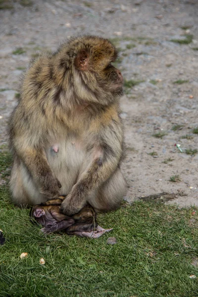 Apan Sörjer Sin Döda Unga — Stockfoto