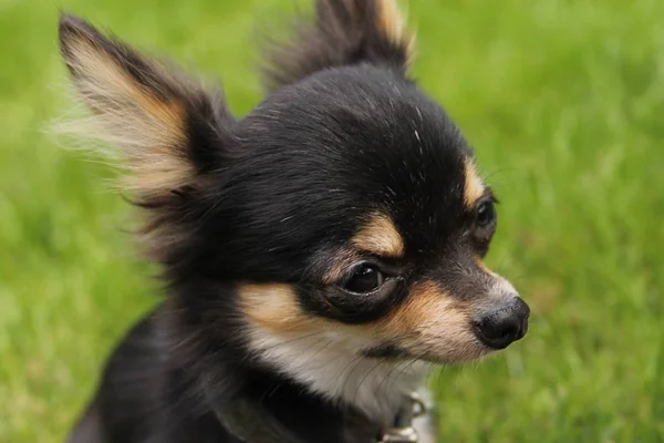 Långt Hår Chihuahua Glädje — Stockfoto