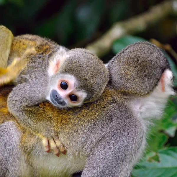 Baby Squirrel Monkey Back His Mom Amazon Rainforest Ecuador — Stock Photo, Image